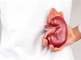 موقف الكنيسة الارثوذكسية من وهب الاعضاء