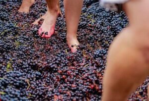 هصر العنب في اوربة تاريخيا