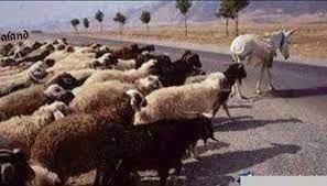 ثقافة القطيع