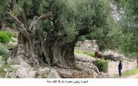 زيتونتنا السورية…شجرة باركها الله منذ الخليقة…ولم تكن دوماً إلا محظية السماء…من سورية المهد