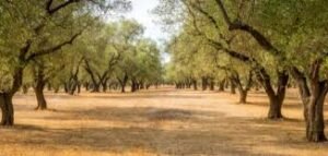 زيتونتنا السورية… شجرة باركها الله منذ الخليقة… ولم تكن دوماً إلا محظية السماء…من سورية المهد