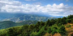 الغابات الصنوبريةظ