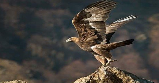 النسر السوري .. ملك العقبان وإمبراطور الطيور