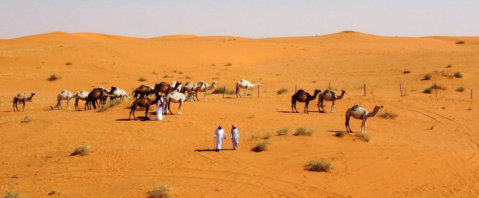 صحراء الجزيرة العربية