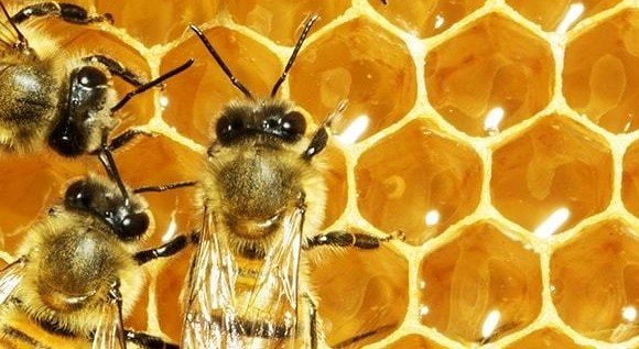لماذا يبني النحل خلاياه بشكل سداسي؟