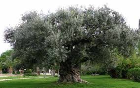 زيتونتنا السورية…شجرة باركها الله منذ الخليقة…ولم تكن دوماً إلا محظية السماء…من سورية المهد