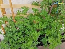 زريعة العطرة